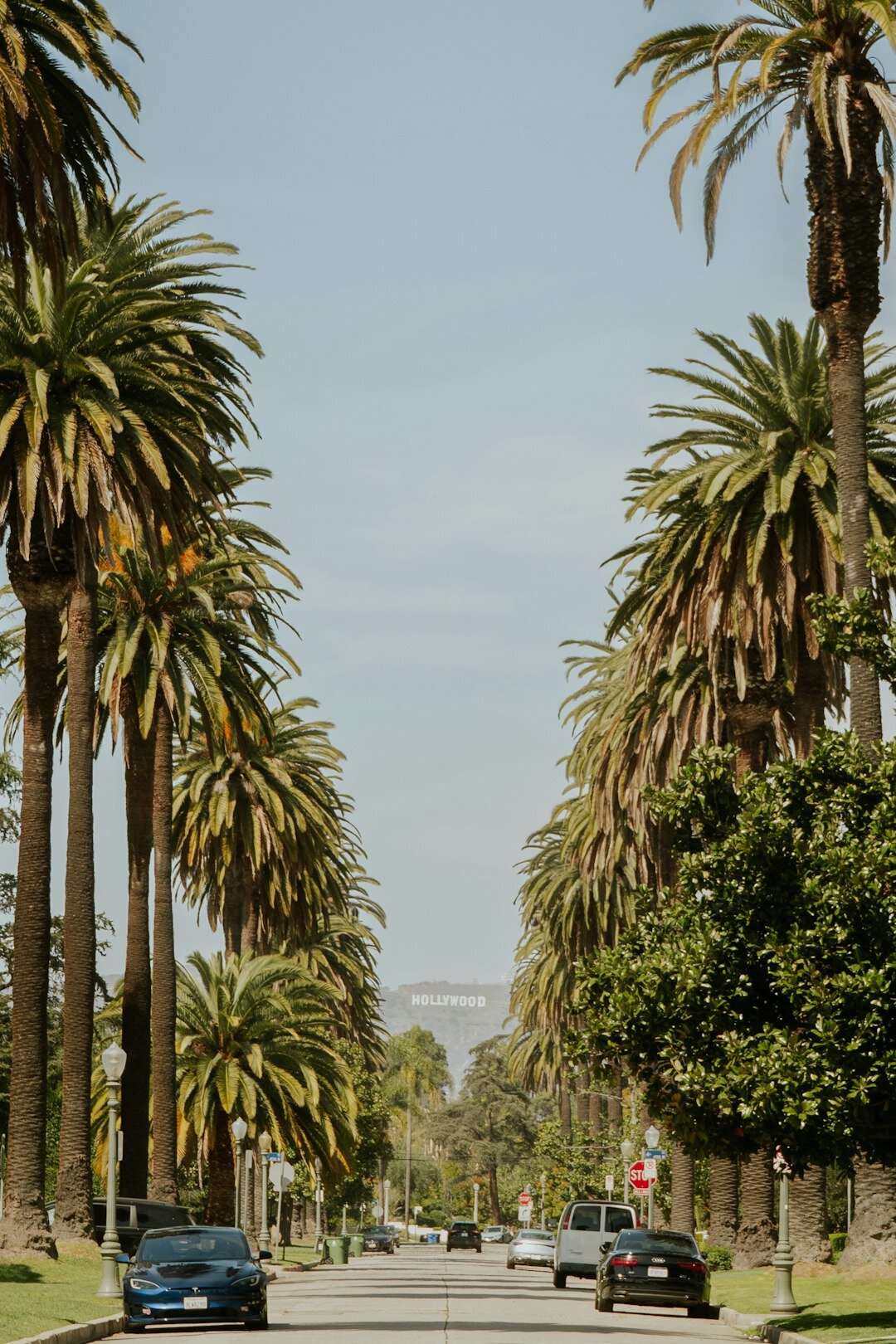 hollywood hills landscape